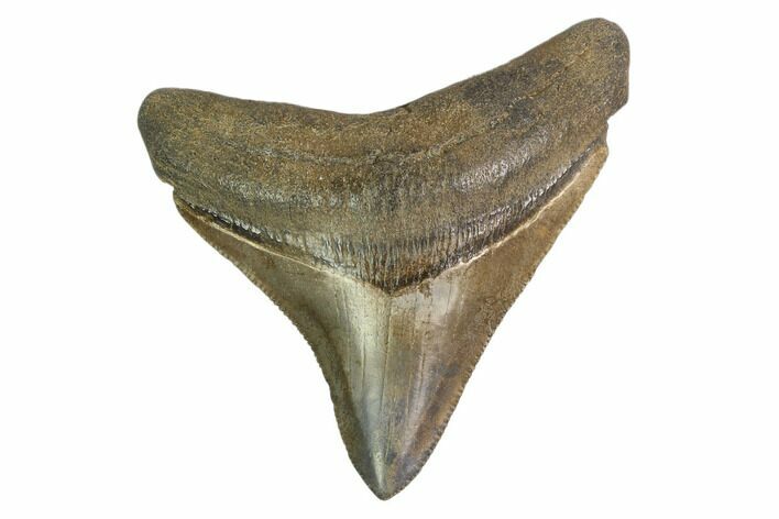 Serrated, Fossil Megalodon Tooth #130091